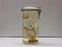 藏品(五絲馬鮁魚)的圖片